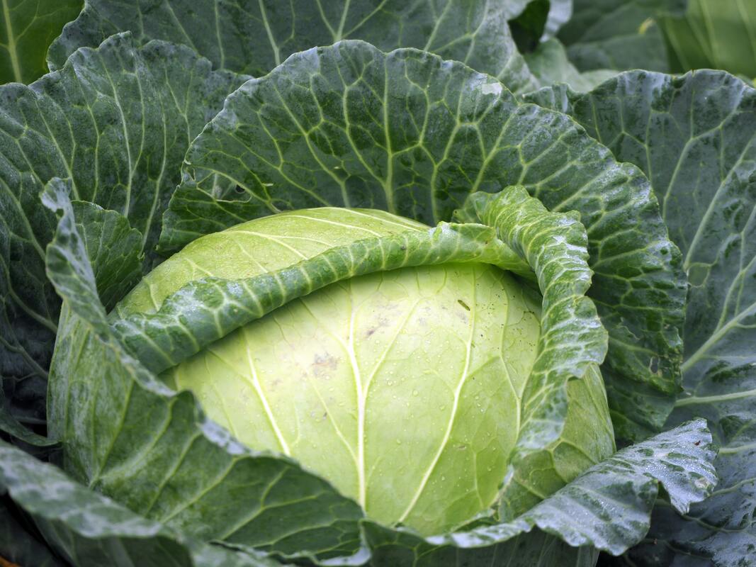 fresh cabbage 
