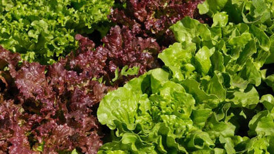 Lettuce & Herbs Online